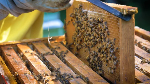 Der Imker Kümmert Sich Einem Schützenden Bienenstock Bienen Waben Viel — Stockfoto