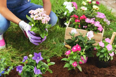 A beautiful woman in her garden, plant colorful flowers to give color. Concept of: gardening, spring, bio. clipart