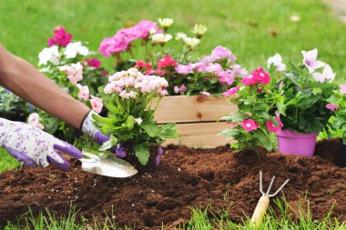 Güzel bir kadın onun bahçesinde bitki renk vermek için renkli çiçekler. Kavramı: Bahçe, bahar, biyo.