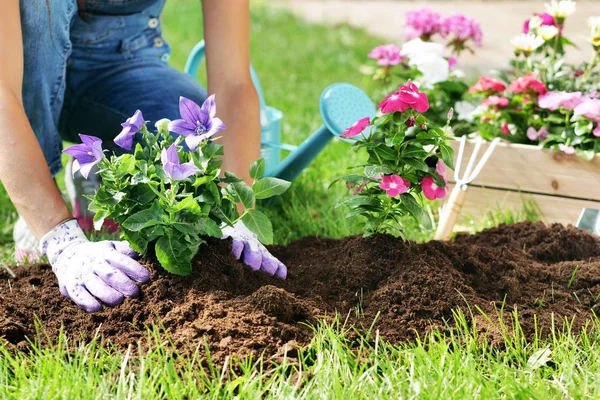 Uma Mulher Bonita Seu Jardim Plantar Flores Coloridas Para Dar — Fotografia de Stock