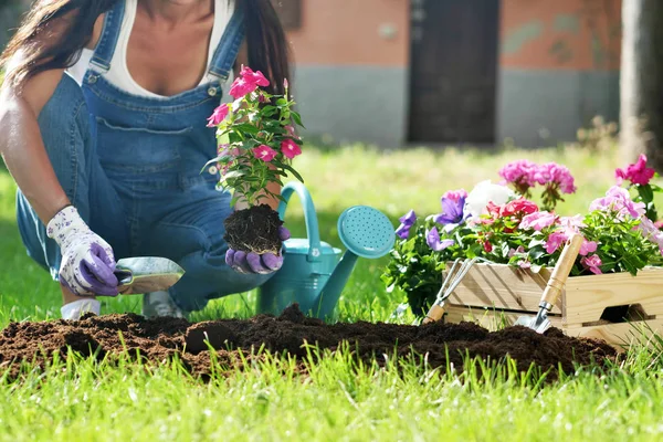 Una Mujer Hermosa Jardín Plantar Flores Colores Para Dar Color — Foto de Stock