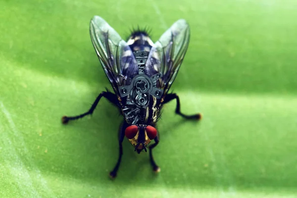 Eine Fliege Mit Biometrischen Und Bionischen Systemen Zur Sicherheit Und — Stockfoto