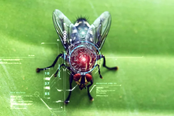 Eine Fliege Mit Biometrischen Und Bionischen Systemen Zur Sicherheit Und — Stockfoto