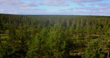 Hava bulutlu mavi gökyüzü ve orman ağaçları videonun 
