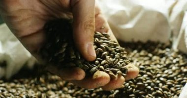 kontrol ve kuru kahverengi arpa taneleri tutan kişi el video kapatın