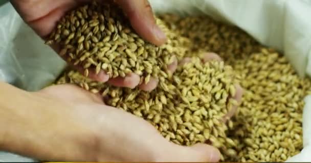 Крупним Планом Відео Рук Людини Які Перевіряють Тримають Зерна Ячменю — стокове відео