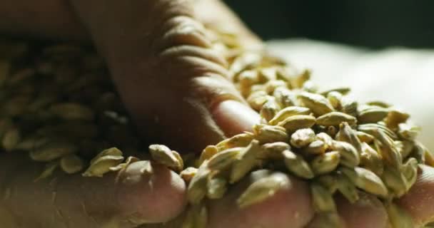 Close Video Hand Checking Holding Barley Grains — Stock Video