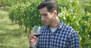 Üzüm bağları, onay ve seçili üzüm İtalya'da büyük hasat zamanı demetleri toplar hasat için adam Eylül ayında. Biyo kavramı, organik gıda, Doğa ve iyi şarap el yapımı