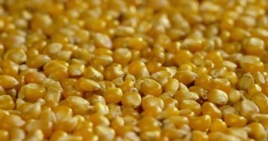 Mısır ve buğday ve ahşap bir masa üzerinde patlamış mısır taneleri. kavram organik tarım ve hakiki. Doğal gıda ve vegan veya vejetaryen yaşam tarzı mısır koçanı sağlıklı ve lezzetli.