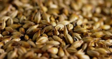 Buğday ile hisse senedi hasat adam el