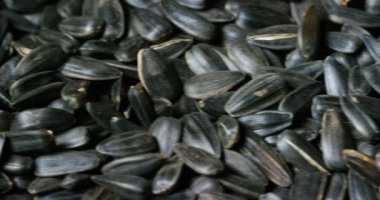 video, siyah ayçiçeği tohumu tam kare