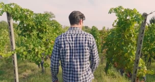 Uomo Settembre Vendemmia Dei Vigneti Controlla Raccoglie Grappoli Selezionati Italia — Video Stock