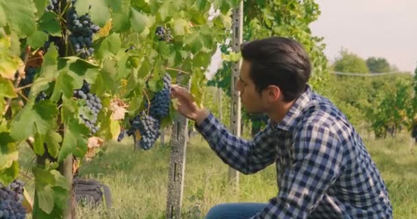 Чоловік Вересні Пожинати Виноградники Перевірка Збирає Вибраного Винограду Букетики Італії — стокове відео