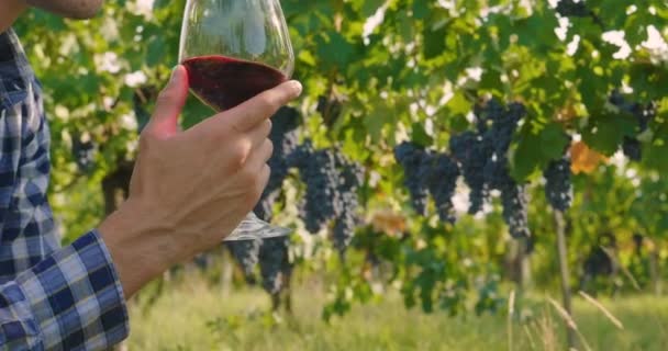 Uomo Settembre Vendemmia Dei Vigneti Controlla Raccoglie Grappoli Selezionati Italia — Video Stock