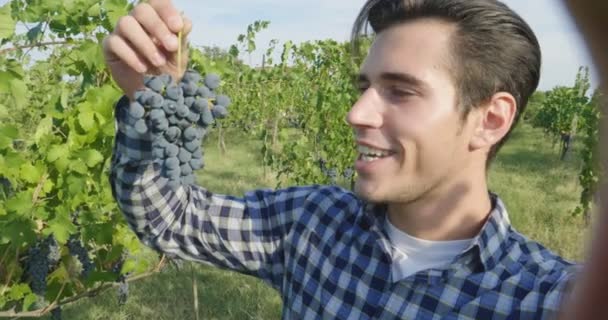 Muž Září Sklizeň Vinice Kontrola Shromažďuje Vybrané Hrozny Hrozny Itálii — Stock video