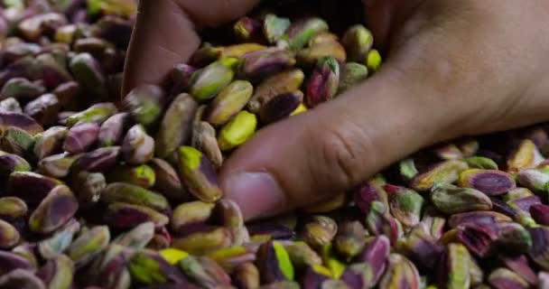 Manusia Menyentuh Pistachio Bersih Penuh Warna Hijau Ungu Kuning Konsep — Stok Video