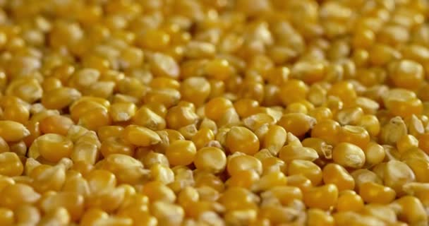 Chicchi Mais Grano Popcorn Tavolo Legno Concetto Agricoltura Biologica Genuina — Video Stock