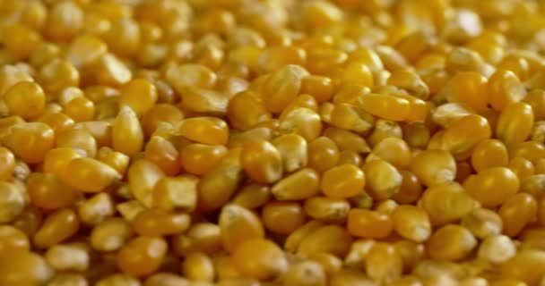 木桌上的玉米 麦子和爆米花 有机农业的概念和真正的 天然食品和素食主义者或素食生活方式有机玉米芯健康可口 — 图库视频影像