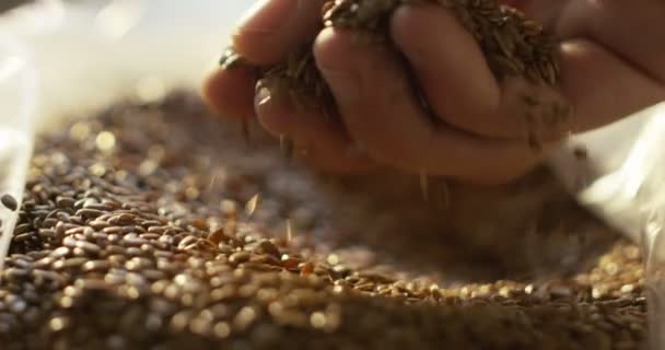 Raccolto Brodo Mani Dell Uomo Con Grano — Video Stock