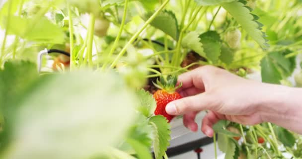 Sehr Nahe Detail Der Frischen Erdbeere Makro Bunte Tropft Reines — Stockvideo