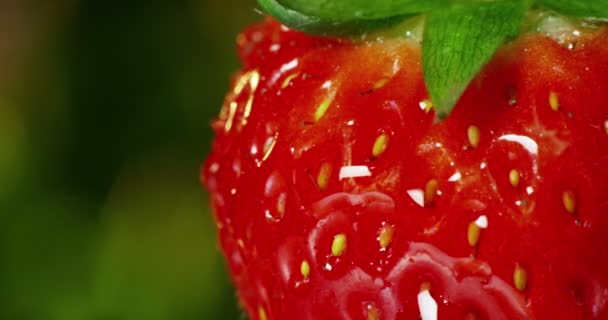 Close Video Fresh Red Strawberry Water Drops Falling — Stock Video