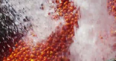 video, su akışları ile kırmızı domates yıkama