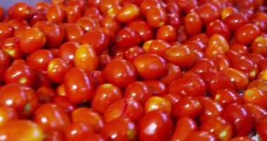 Konveyör birçok ıslak kırmızı domates video