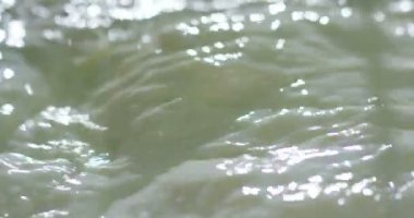 dökme ve süt yavaş karıştırma video