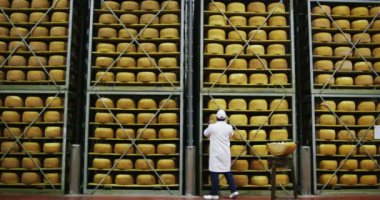 raflarda Parmesan peyniri ile fabrika video, işçi adam depoda yuvarlak peynir alarak