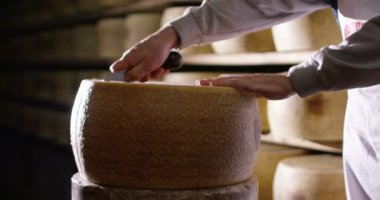 Süper ağır çekim orta yaşlı peynir maker'ın İtalyan Parmesan peynir/kahvaltilari Reggiano kalite kontrol için tekerlek keser (yakın)