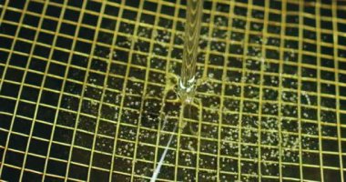 Bir İtalyan Şef fıstık yağı tavada koyar. fry hazırlamak için çok lazım arachidi yemek. Kavram petrol, diyet, lezzet, sağlık