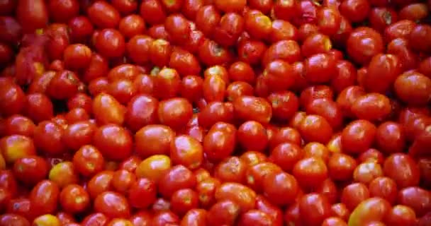 Πλήρους Καρέ Βίντεο Πτώσης Πολλές Κόκκινες Ντομάτες Στο Εργοστάσιο — Αρχείο Βίντεο