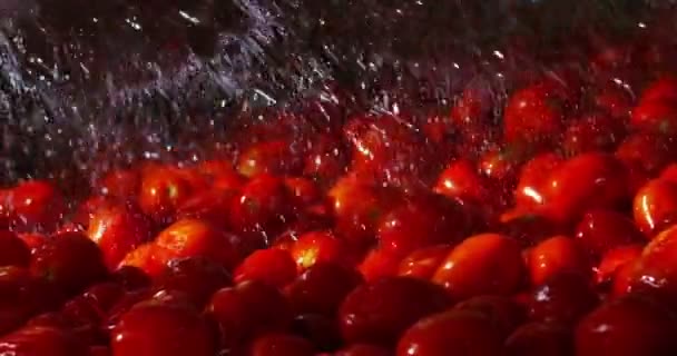 Video Vom Waschen Roter Tomaten Der Fabrik — Stockvideo