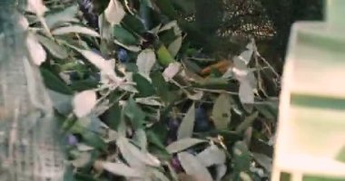 Zeytin hasat, hasat net için ağaç çilek, zeytin hasat için zeytin net kullanan kişi video