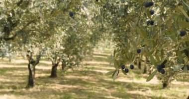 yeşil zeytin ağaçları plantation, zeytin Bahçe video 