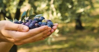 kısmi görüş video siyah ham zeytin elinde tutan adam  