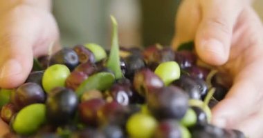 video zeytin meyve çilek elinde kapma ve kamera üzerinde gösterilen kişinin kapatın 