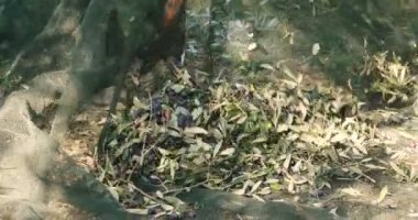 Zeytin hasat, hasat net için ağaç çilek, zeytin hasat için zeytin net kullanan kişi video