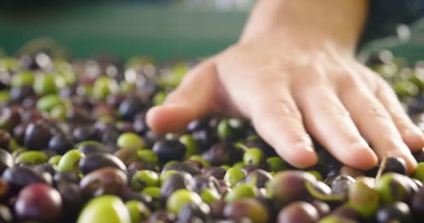 Gros Plan Vidéo Personne Vérifiant Touchant Olives Fruits Baies Ralenti — Video