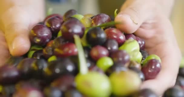 Gros Plan Vidéo Personne Saisissant Des Olives Fruits Baies Dans — Video