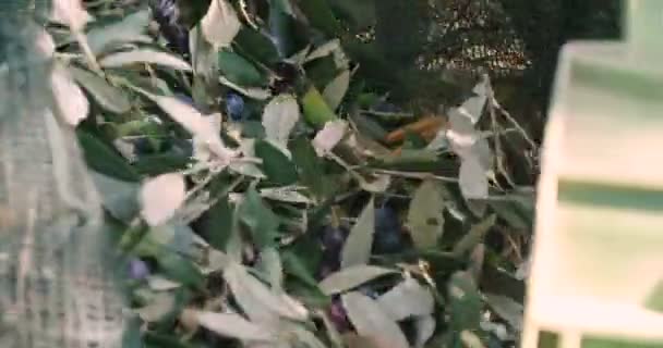Відео Збору Оливок Людина Яка Використовує Врожайну Сітку Ягід Дерев — стокове відео