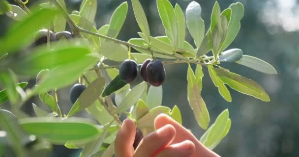 Slow Motion Vídeo Man Picking Black Olive Tree — Vídeo de Stock