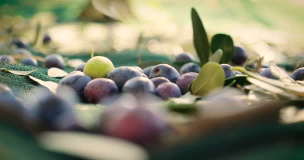 Video Van Ruwe Olijven Fruit Bessen Vallen Het Oppervlak Van — Stockvideo