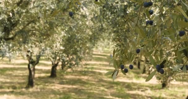 Video Olivos Verdes Plantación Olivos Jardín — Vídeo de stock
