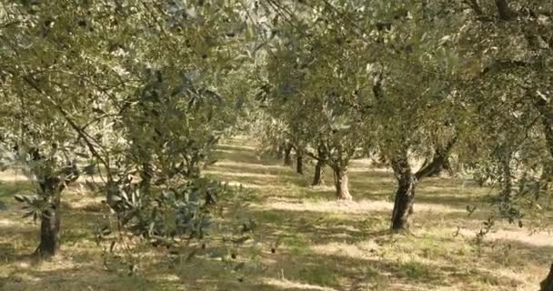 Videó Zöld Olajbogyó Fák Ültetvény Olajbogyó Kert — Stock videók