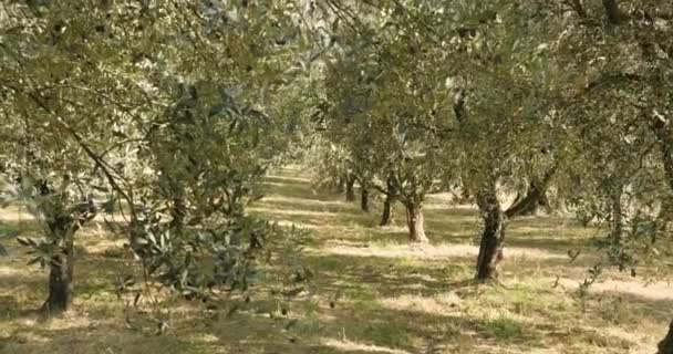 Video Olivos Verdes Plantación Olivos Jardín — Vídeo de stock