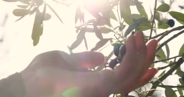 Vista Parcial Vídeo Del Hombre Revisando Aceitunas Negras Árbol — Vídeo de stock