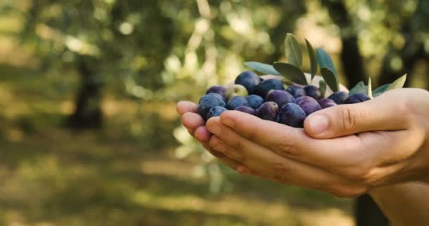 Kısmi Görüş Video Siyah Ham Zeytin Elinde Tutan Adam — Stok video