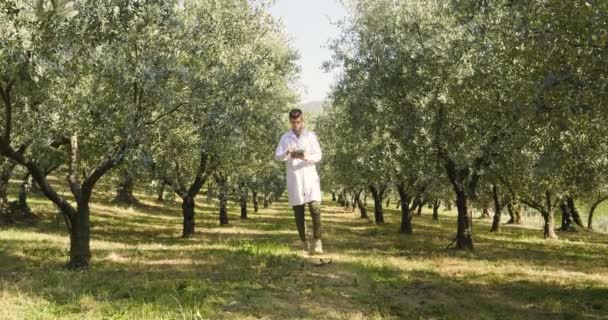 Yeşil Zeytin Ağaçları Plantasyon Dijital Tablet Ile Yürüyüş Beyaz Paltolu — Stok video