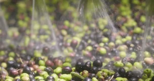 Vídeo Quadro Completo Lavar Azeitonas Frutas Bagas — Vídeo de Stock